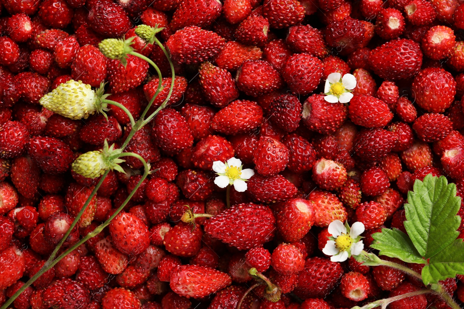 Photo of Many fresh wild strawberries, flowers and leaves as background, top view