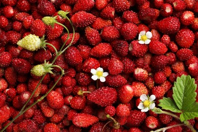 Photo of Many fresh wild strawberries, flowers and leaves as background, top view