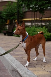 Photo of Cute Basenji with leash outdoors. Dog walking