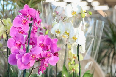 Photo of Beautiful blooming tropical orchid flowers in store