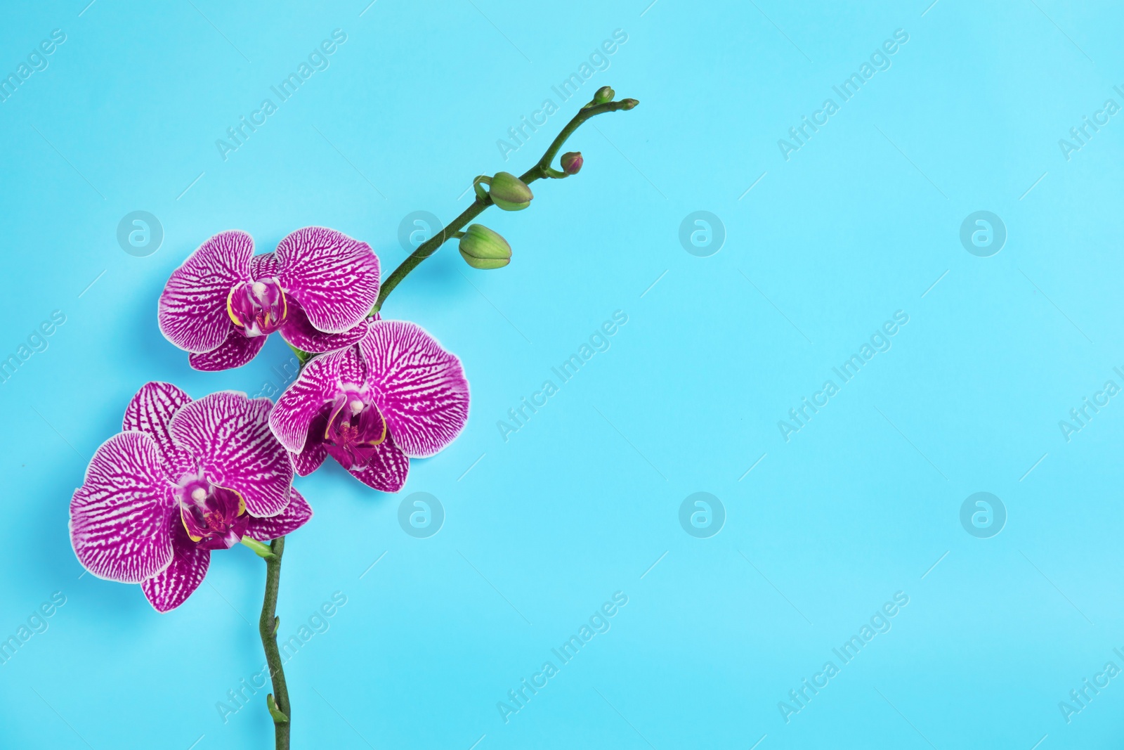 Photo of Branch with beautiful tropical orchid flowers on color background, top view. Space for text