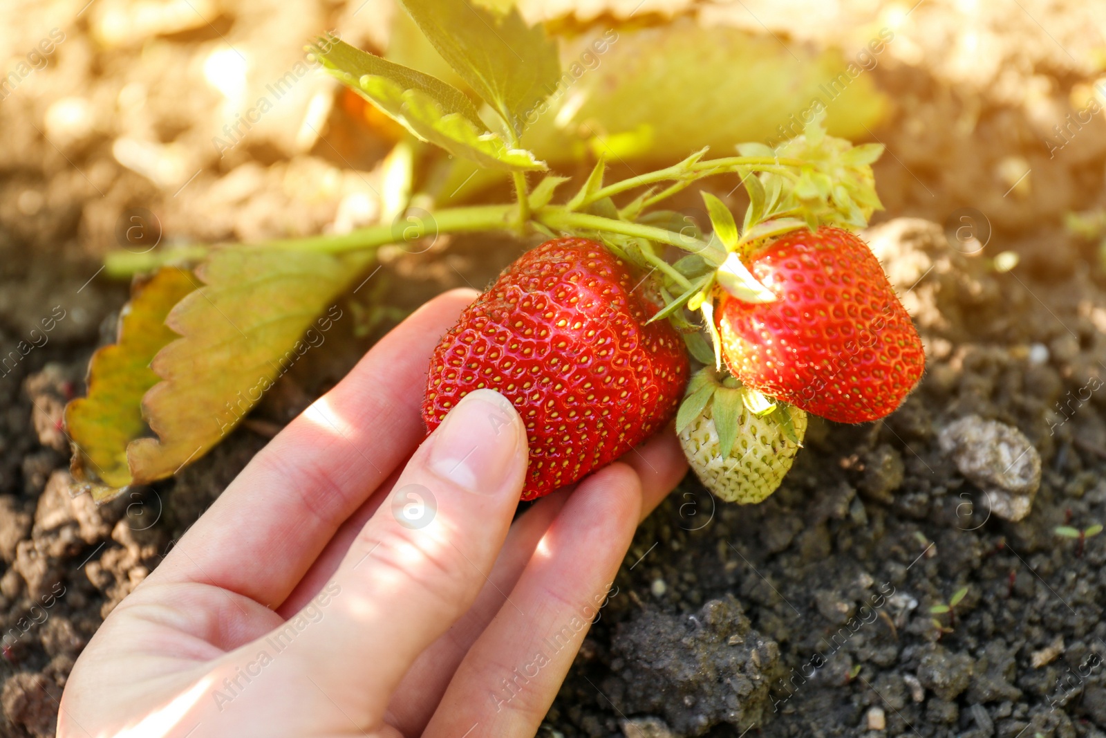 Photo of Woman gathering strawberries in garden on sunny day, closeup