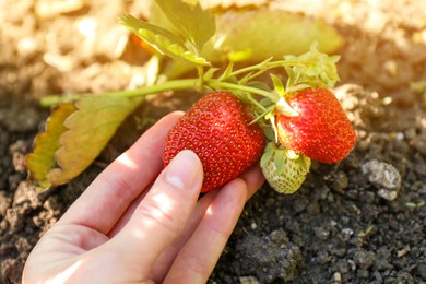 Photo of Woman gathering strawberries in garden on sunny day, closeup