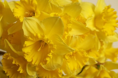 Beautiful daffodils as background, closeup. Fresh spring flowers