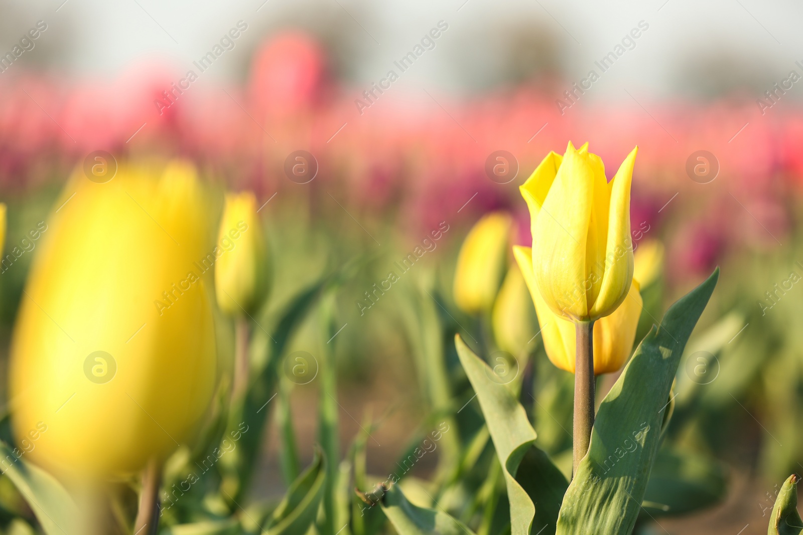 Photo of Fresh beautiful tulips in field, selective focus with space for text. Blooming flowers