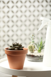 Photo of Beautiful Echeveria plant and spray bottle on white table at home