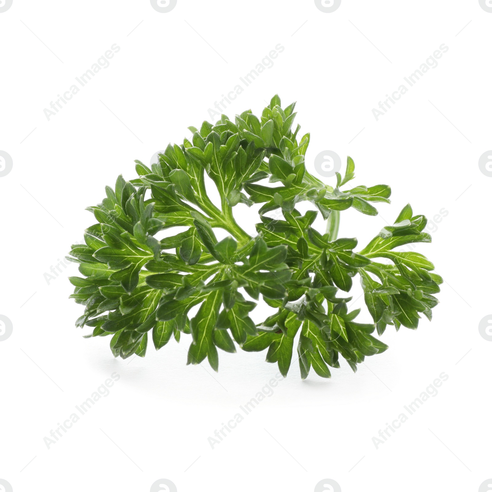 Photo of Fresh green parsley on white background