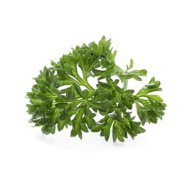 Photo of Fresh green parsley on white background