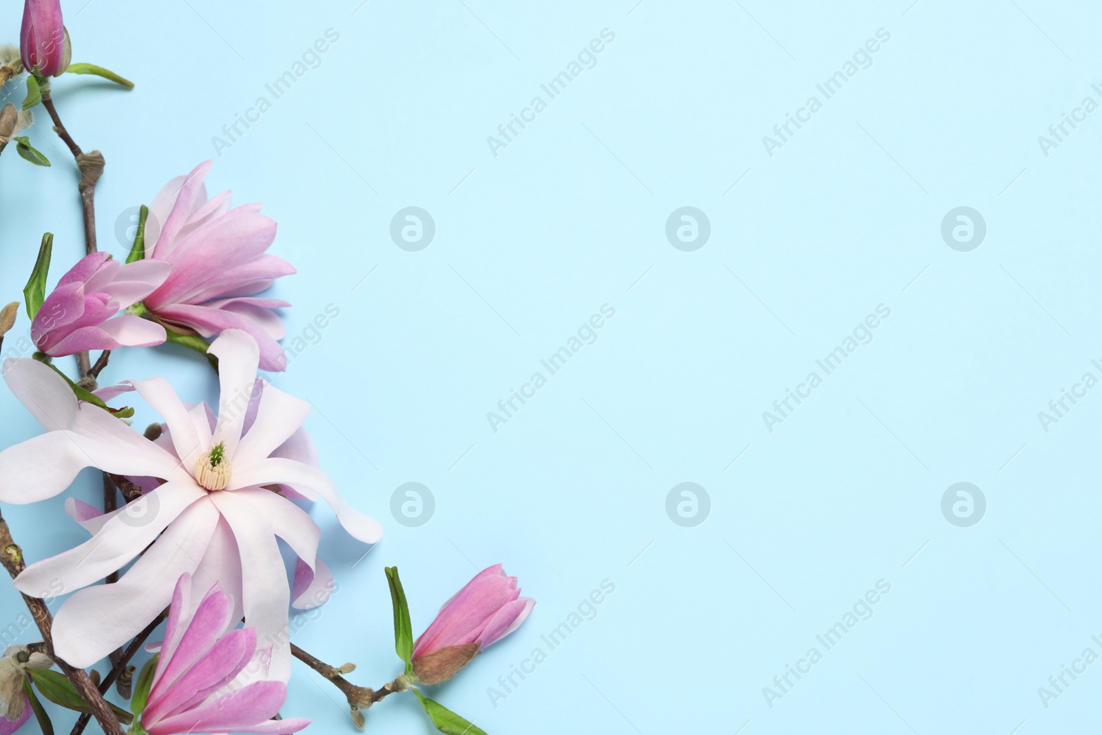 Photo of Magnolia tree branches with beautiful flowers on light blue background, flat lay. Space for text