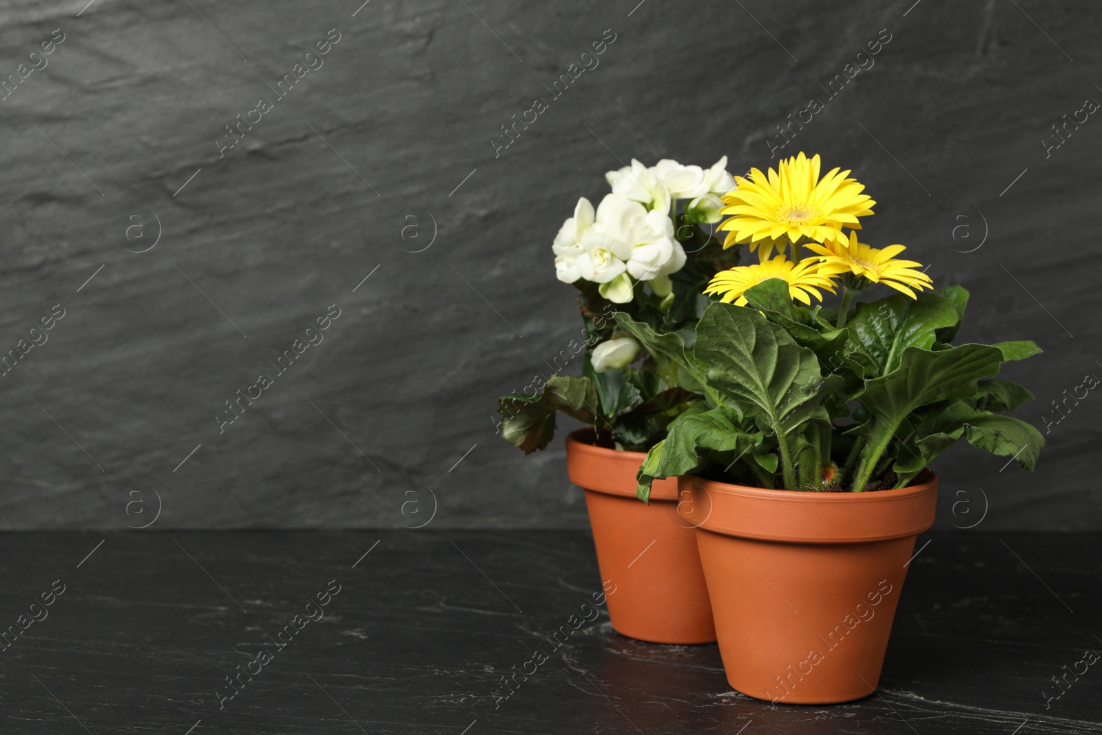 Photo of Different beautiful blooming plants in flower pots on dark grey stone table, space for text