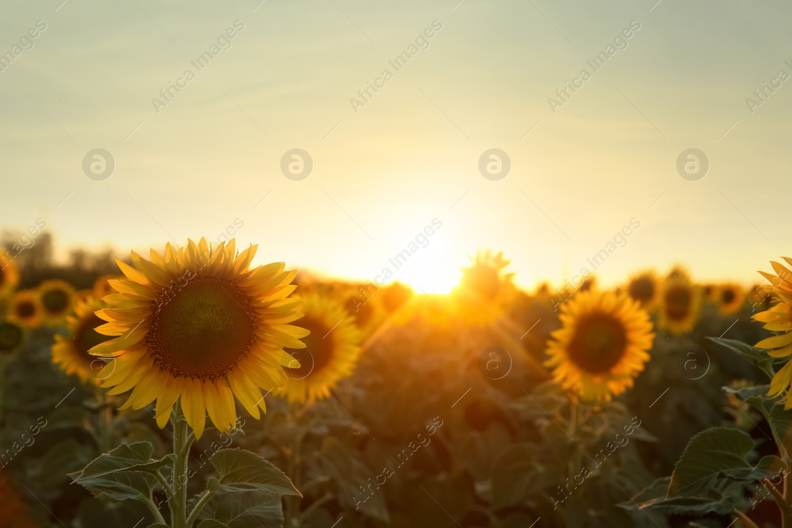 Photo of Beautiful view of field with yellow sunflowers at sunset