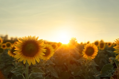 Photo of Beautiful view of field with yellow sunflowers at sunset