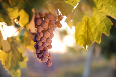 Bunch of ripe juicy grapes on branch in vineyard, closeup