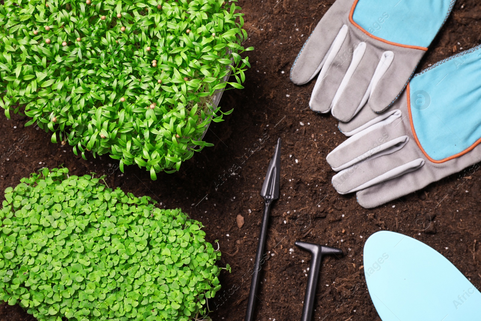 Photo of Fresh organic microgreens and tools on soil in garden, flat lay