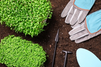 Fresh organic microgreens and tools on soil in garden, flat lay