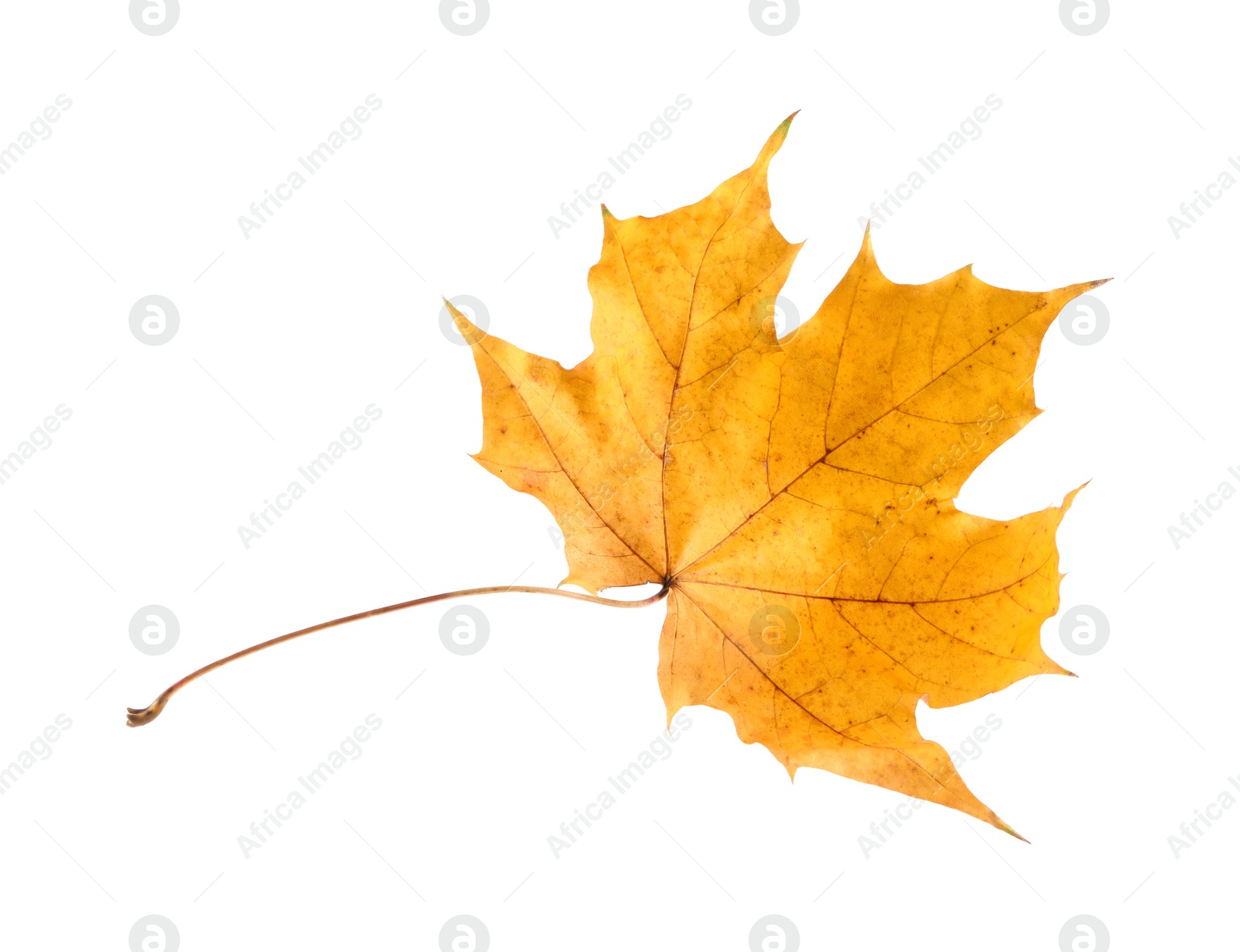 Photo of Autumn season. One maple leaf isolated on white