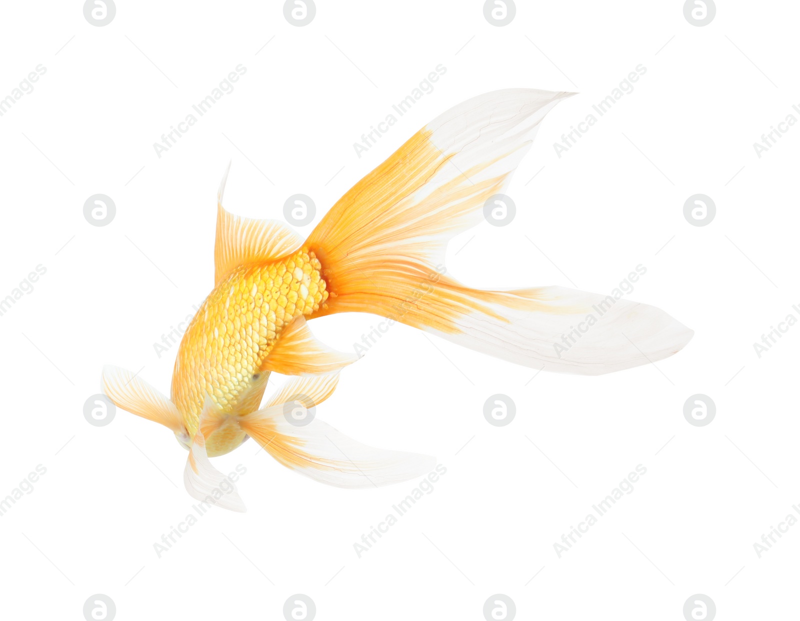 Photo of Beautiful bright small goldfish isolated on white