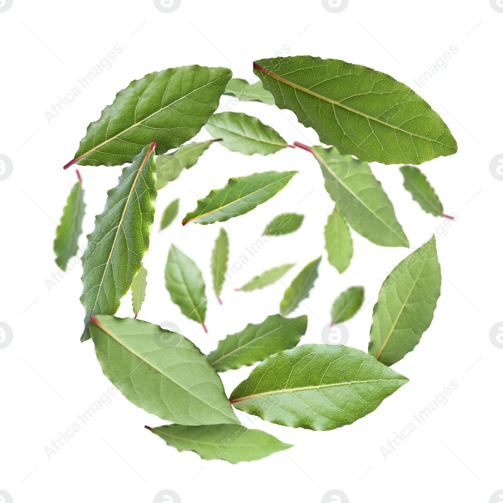 Image of Fresh bay leaves whirling on white background