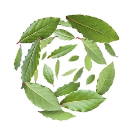 Fresh bay leaves whirling on white background