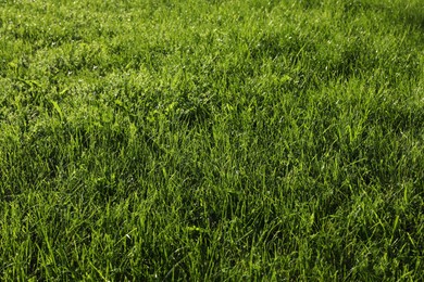 Photo of Lush green grass outdoors on sunny day