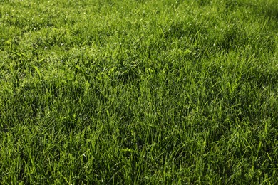 Lush green grass outdoors on sunny day