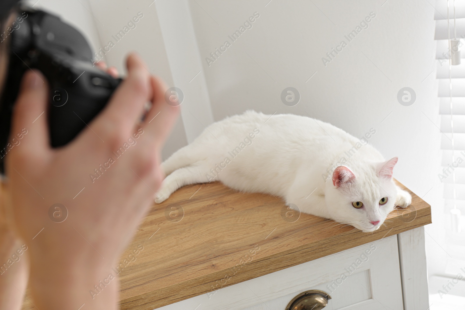 Photo of Professional animal photographer taking picture of beautiful white cat indoors, closeup