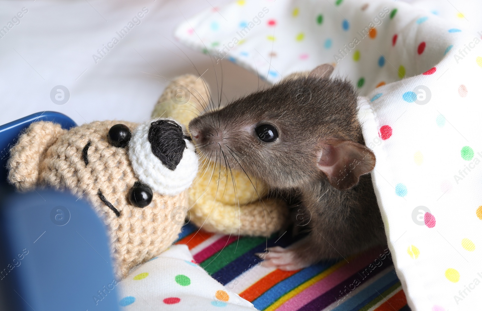 Photo of Cute small rat near crocheted bear in toy bed, closeup