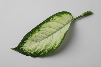 Photo of Leaf of tropical dieffenbachia plant on white background, top view