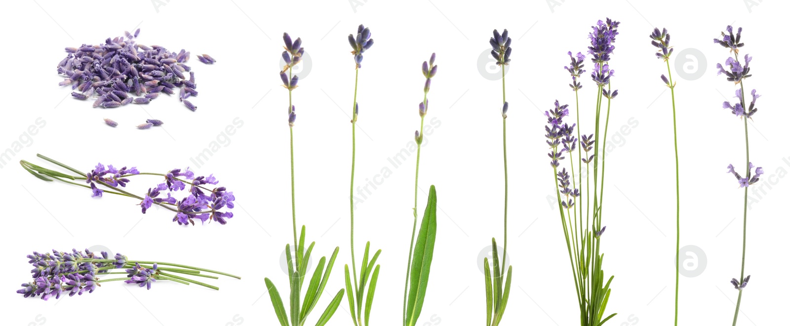 Image of Set of lavender flowers on white background. Banner design 