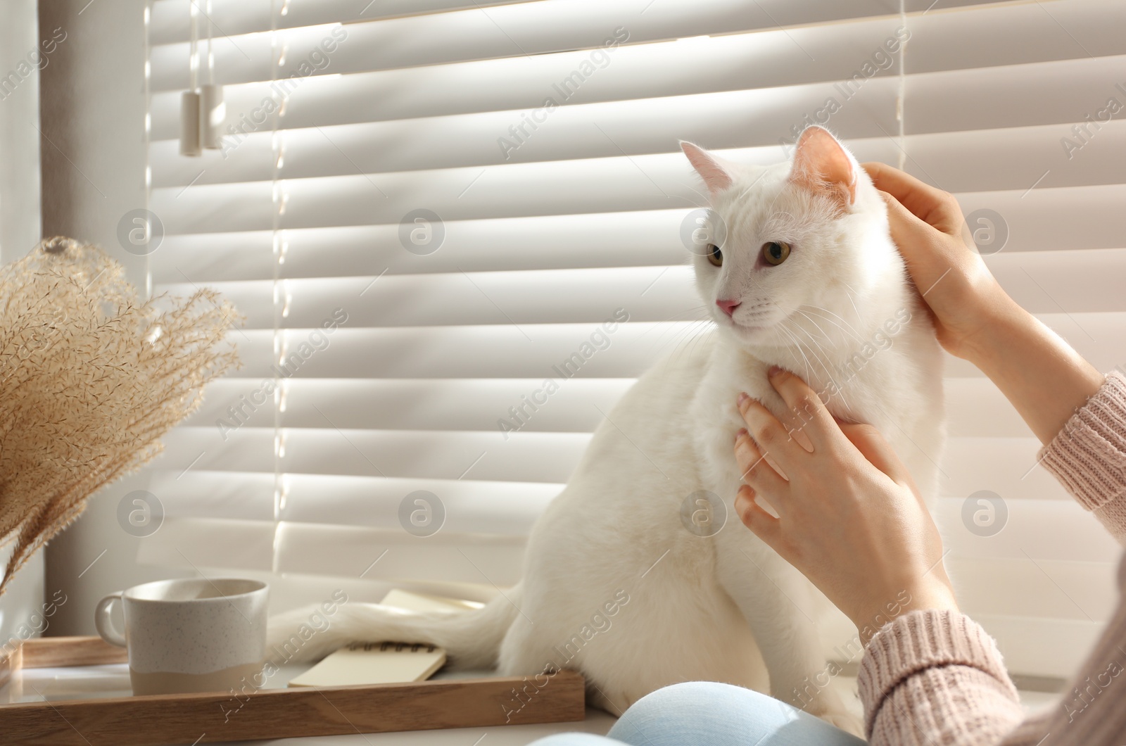 Photo of Young woman petting her beautiful white cat at home, closeup. Fluffy pet