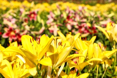 Beautiful bright yellow lilies growing at flower field, closeup