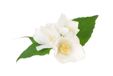 Photo of Branch of jasmine flowers and leaves isolated on white