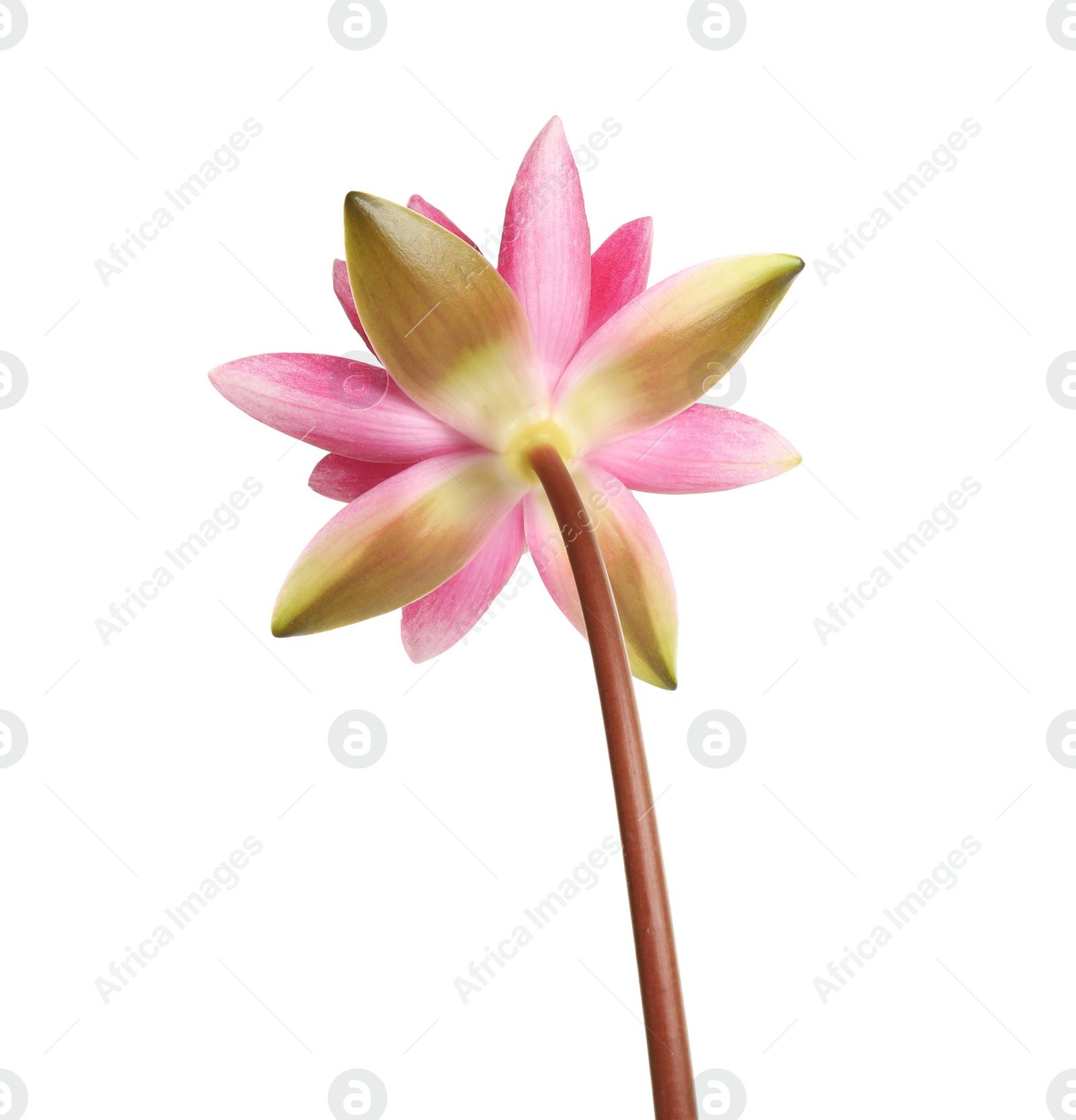 Photo of Beautiful blooming pink lotus flower isolated on white