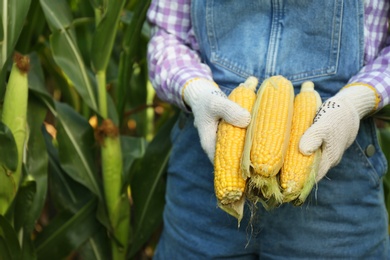 Photo of Woman holding fresh ripe corn on field, closeup