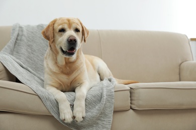 Yellow labrador retriever on cozy sofa indoors