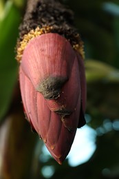 Blossoming banana tree on sunny day, closeup. Space for text