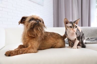 Adorable dog and cat together on sofa at home. Friends forever