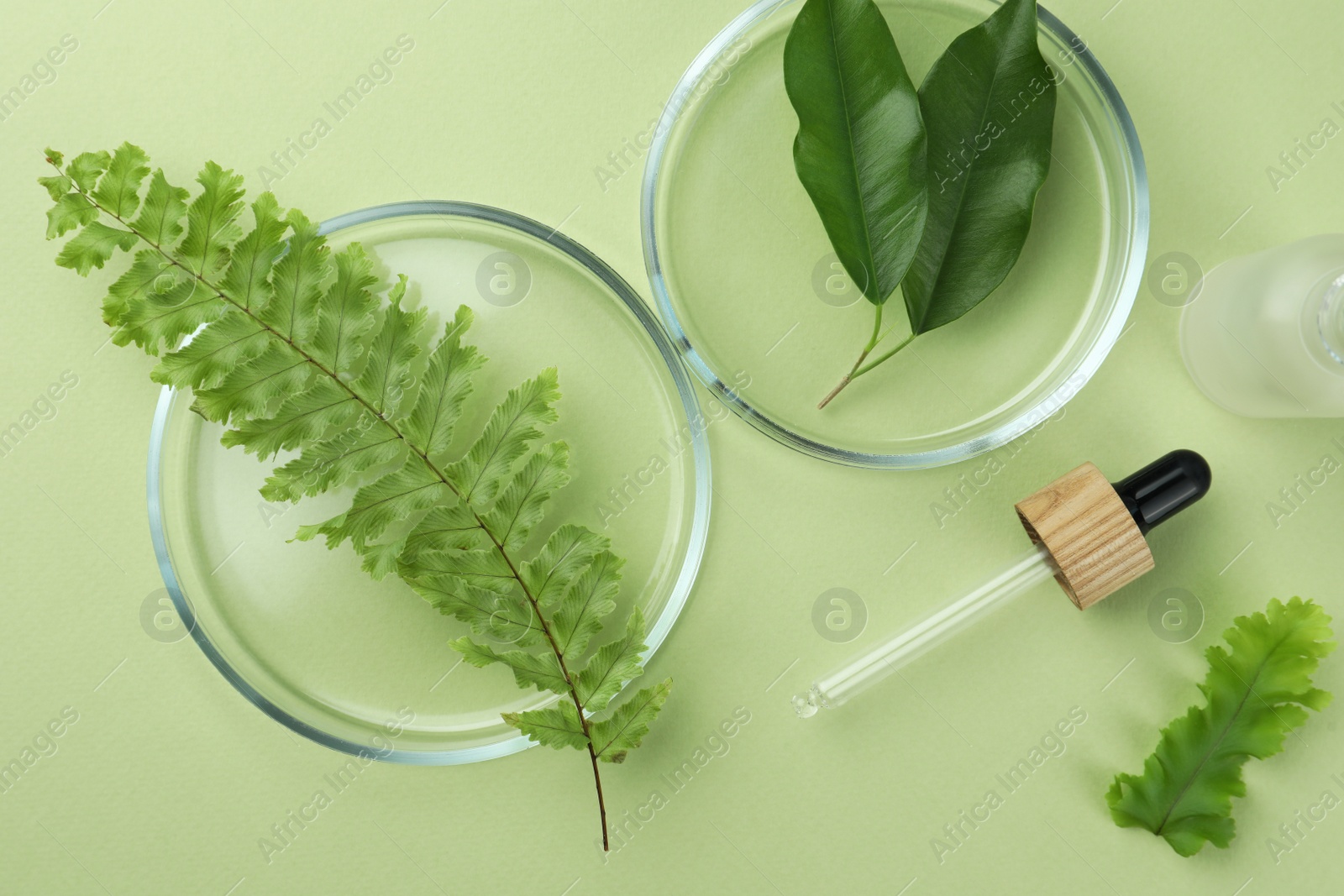 Photo of Flat lay composition with Petri dishes and plants on pale light green background