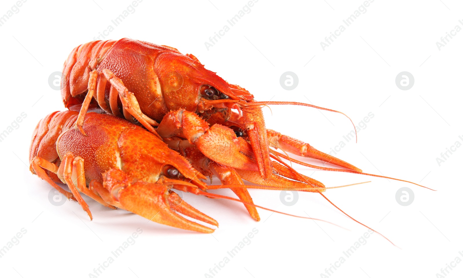 Photo of Delicious red boiled crayfishes isolated on white