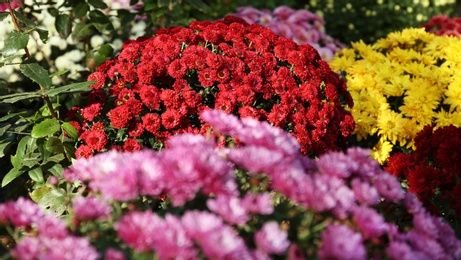 View of fresh beautiful colorful chrysanthemum flowers