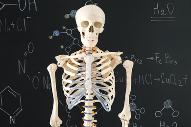 Photo of Artificial human skeleton model against green chalkboard
