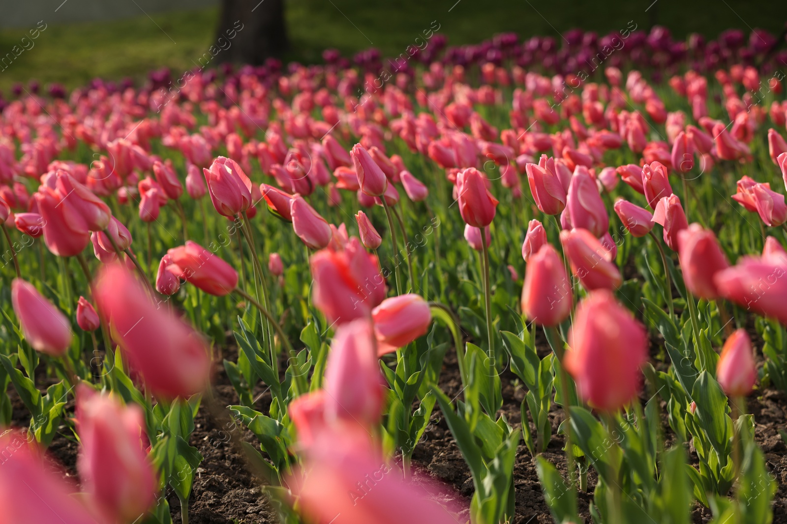 Photo of Beautiful colorful tulips growing in flower bed, selective focus