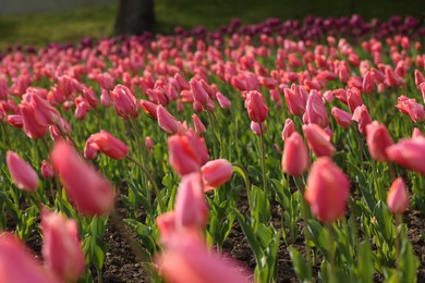 Photo of Beautiful colorful tulips growing in flower bed, selective focus