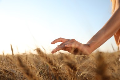 Woman in ripe wheat spikelets field, closeup