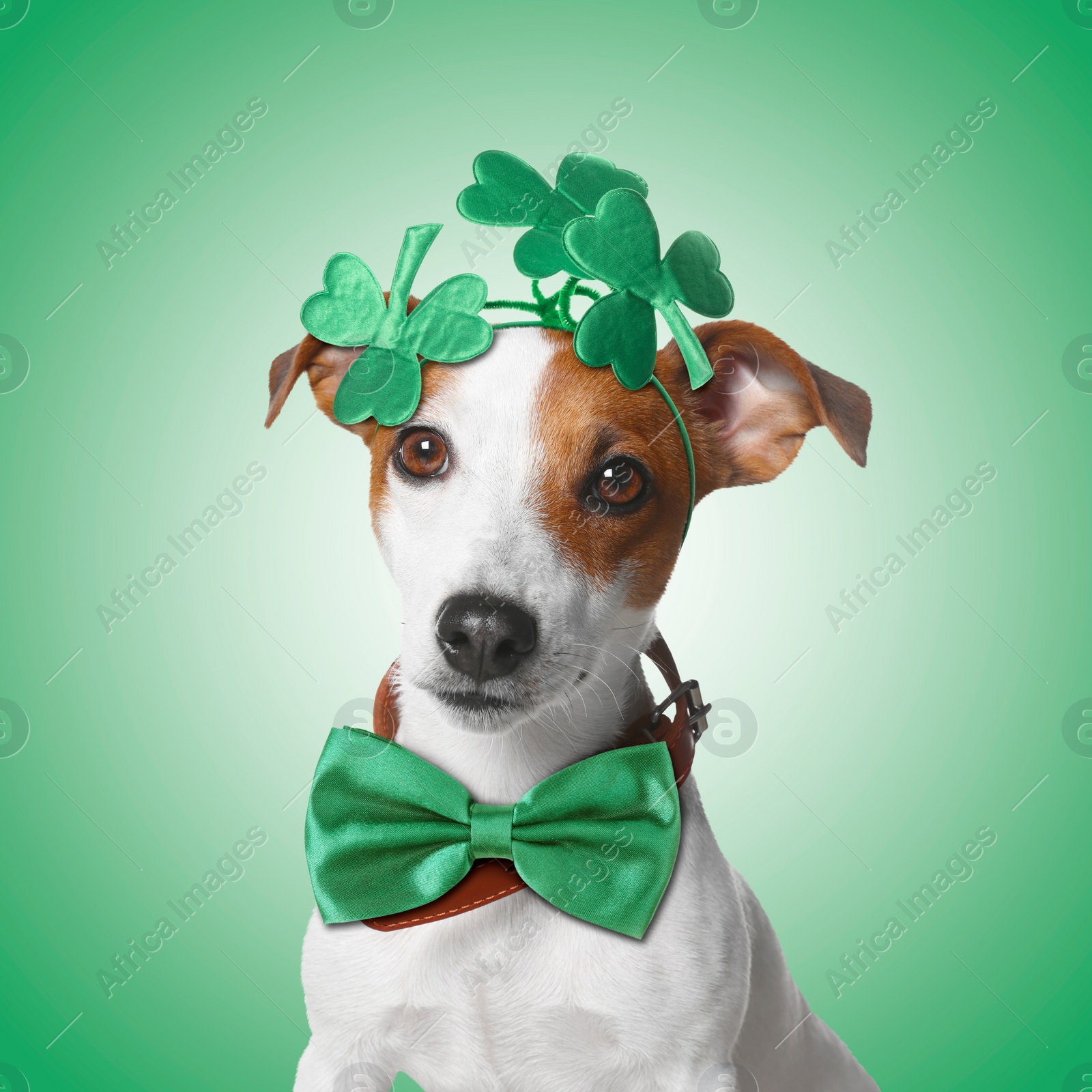 Image of St. Patrick's day celebration. Cute Jack Russell terrier wearing headband with clover leaves and bow tie on green background