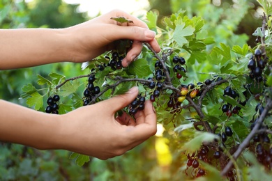 Woman picking black currant berries outdoors, closeup