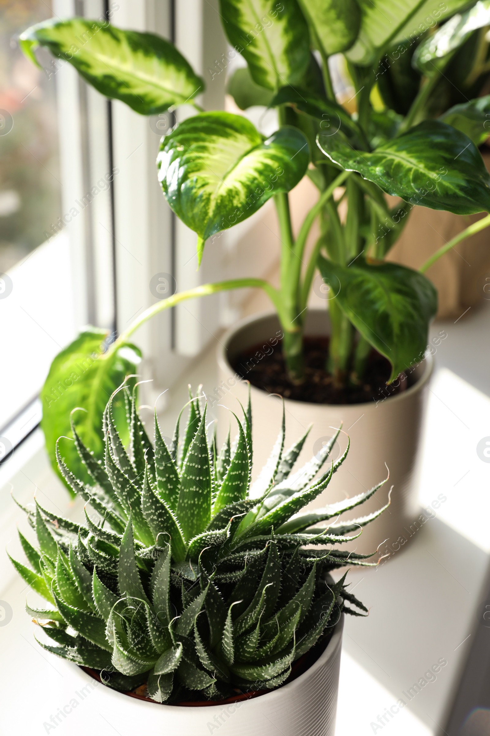 Photo of Different potted plants near window at home