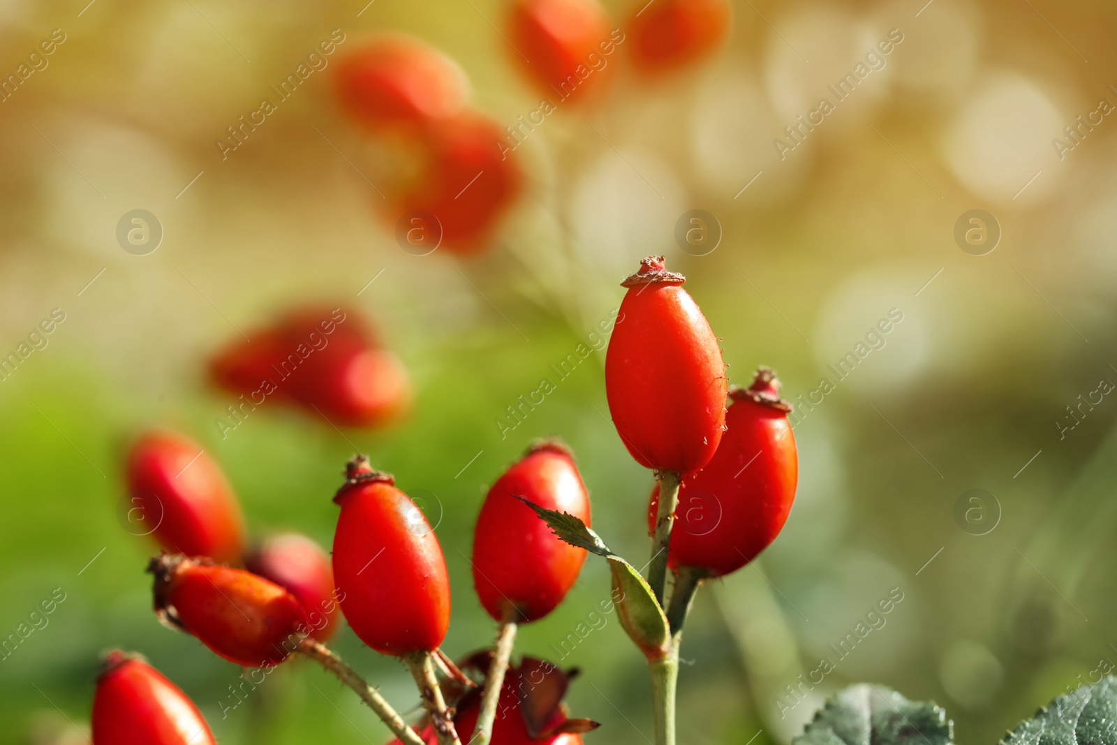 Photo of Rose hip bush with ripe red berries in garden, closeup