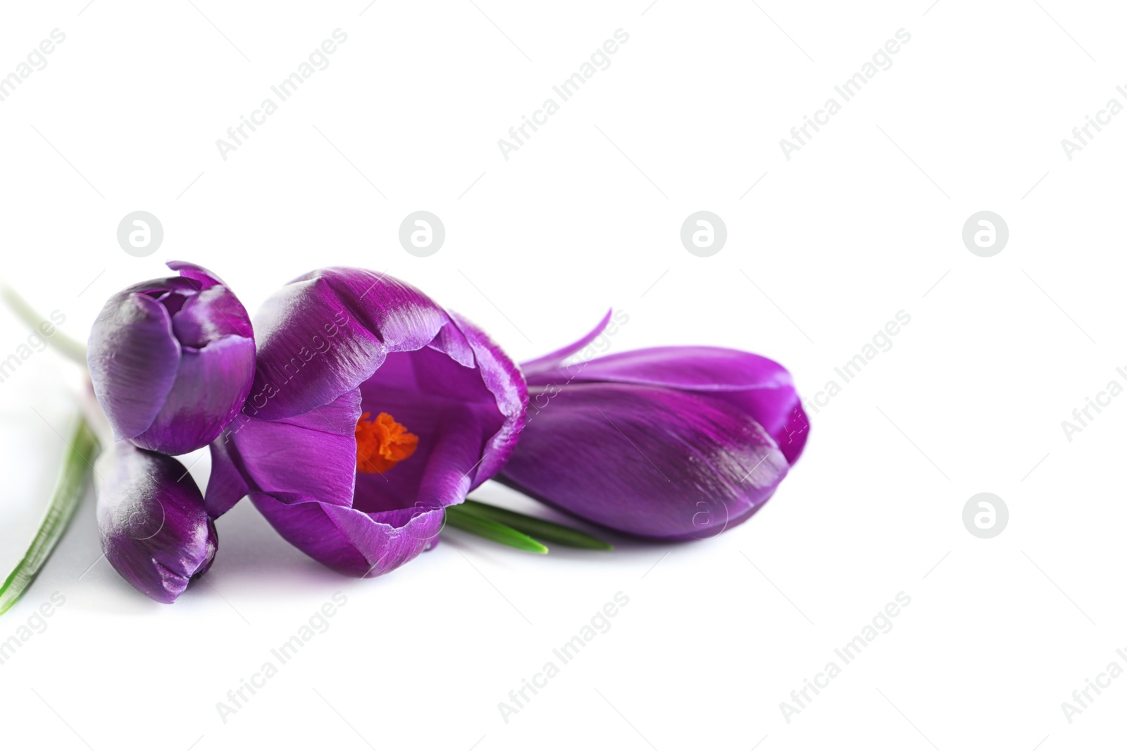 Photo of Beautiful spring crocus flowers on white background