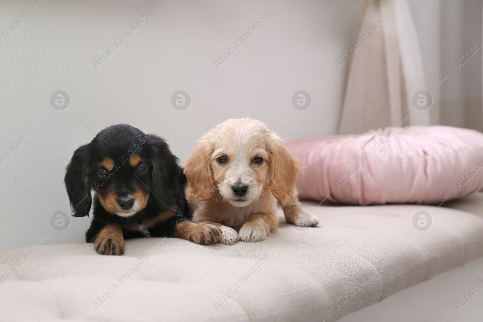 Photo of Cute English Cocker Spaniel puppies on sofa indoors